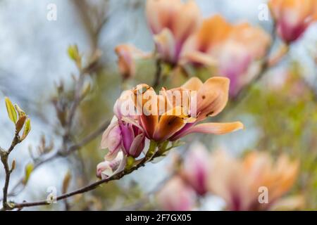 Les fleurs de magnolia roses et blanches sont brunes en étant brûlées par les dommages non saisonniers causés par le gel à la fin du printemps à Surrey, dans le sud-est de l'Angleterre Banque D'Images