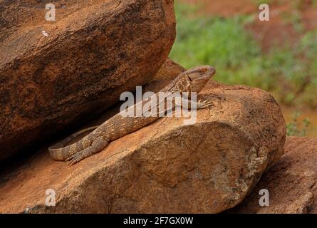 Savannah Monitor Lizard (Varanus exanthematicus) adulte se baquant sur la roche Tsavo East NP, Kenya Novembre Banque D'Images