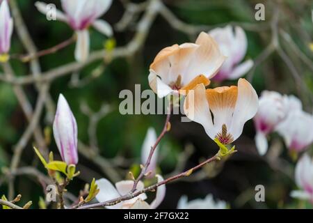 Les fleurs de magnolia roses et blanches sont brunes en étant brûlées par les dommages non saisonniers causés par le gel à la fin du printemps à Surrey, dans le sud-est de l'Angleterre Banque D'Images