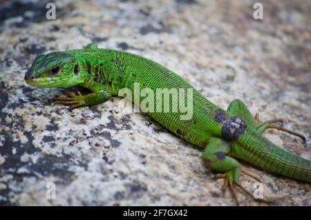 Lézard vert debout sur un rocher Banque D'Images