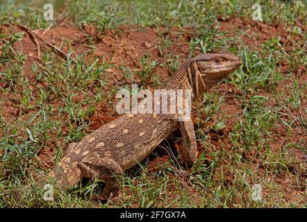 Savannah Monitor Lizard (Varanus exanthematicus) adulte au sol Tsavo East NP, Kenya Novembre Banque D'Images