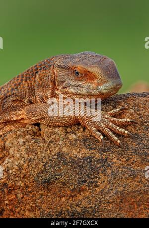 Savannah Monitor Lizard (Varanus exanthematicus) gros plan des adultes se bassiant sur le rocher Tsavo East NP, Kenya Novembre Banque D'Images