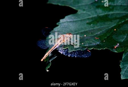 Dragonfly, Damselfly partie II, dans l'environnement naturel de Hertfordshire Middlesex UK Banque D'Images