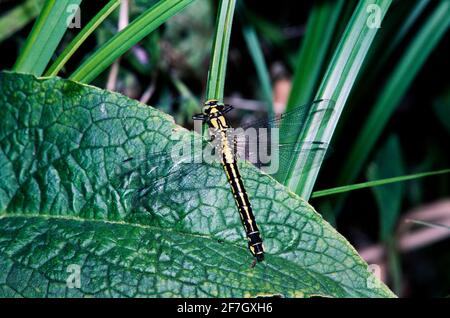 Dragonfly, Damselfly partie II, dans l'environnement naturel de Hertfordshire Middlesex UK Banque D'Images