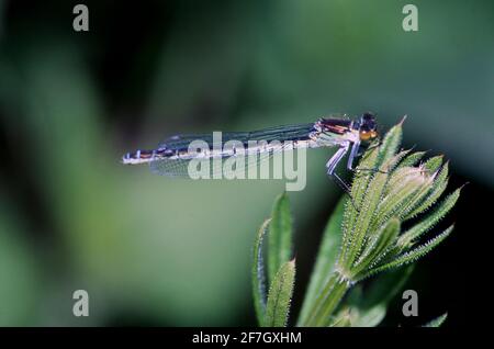 Dragonfly, Damselfly partie II, dans l'environnement naturel de Hertfordshire Middlesex UK Banque D'Images