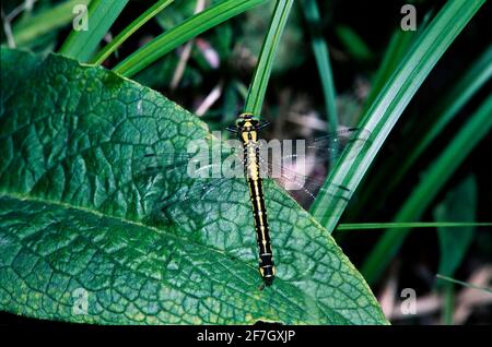 Dragonfly, Damselfly partie II, dans l'environnement naturel de Hertfordshire Middlesex UK Banque D'Images