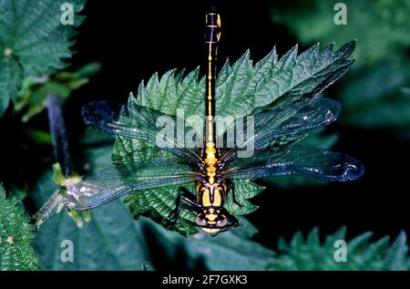 Dragonfly, Damselfly partie II, dans l'environnement naturel de Hertfordshire Middlesex UK Banque D'Images