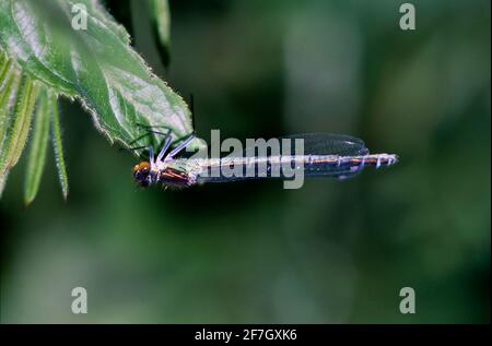 Dragonfly, Damselfly partie II, dans l'environnement naturel de Hertfordshire Middlesex UK Banque D'Images