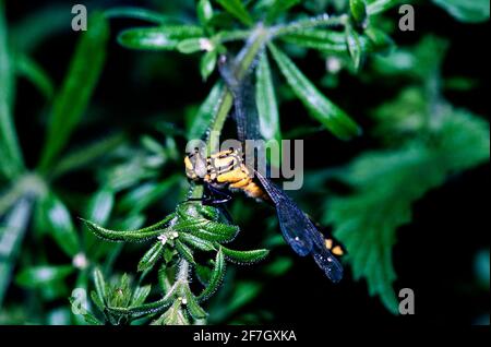 Dragonfly, Damselfly partie II, dans l'environnement naturel de Hertfordshire Middlesex UK Banque D'Images