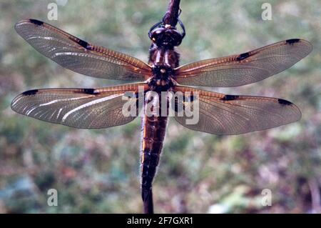 Dragonfly, Damselfly partie II, dans l'environnement naturel de Hertfordshire Middlesex UK Banque D'Images