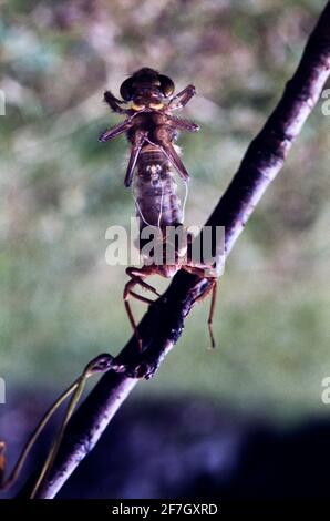 Dragonfly, Damselfly partie II, dans l'environnement naturel de Hertfordshire Middlesex UK Banque D'Images