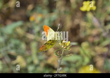 Pointe orange marocaine (Anthocharis belia) femelle adulte avec ailes étirées perchées sur une fleur Banque D'Images