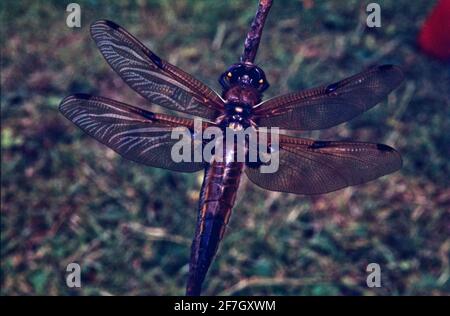 Dragonfly, Damselfly partie II, dans l'environnement naturel de Hertfordshire Middlesex UK Banque D'Images