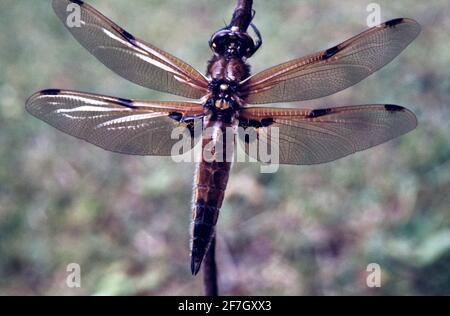 Dragonfly, Damselfly partie II, dans l'environnement naturel de Hertfordshire Middlesex UK Banque D'Images