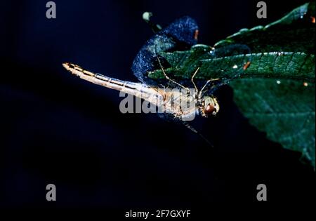 Dragonfly, Damselfly partie II, dans l'environnement naturel de Hertfordshire Middlesex UK Banque D'Images