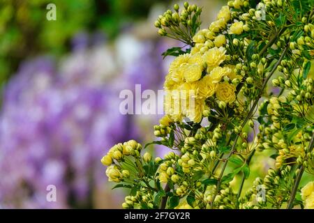 Petites roses jaunes sur fond violet Banque D'Images