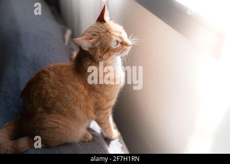 le chat brun tabby assis sur le canapé donne sur l'extérieur la fenêtre Banque D'Images