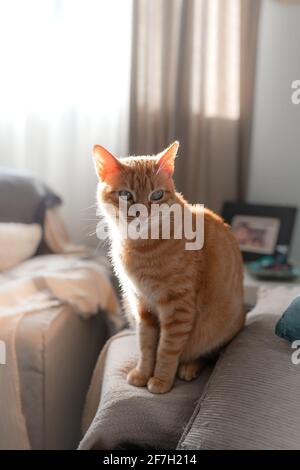 composition verticale. chat tabby brun assis sur le canapé sous la lumière de la fenêtre Banque D'Images