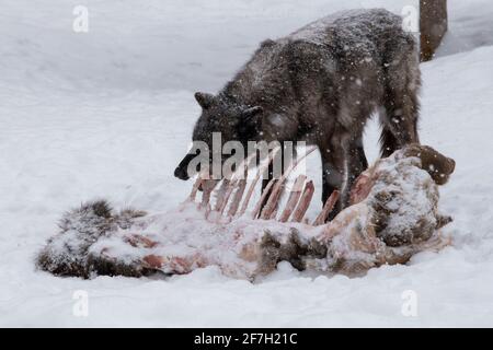 États-Unis, Wyoming, parc national de Yellowstone. Loup gris (Canis Lupus) sur la carcasse. Banque D'Images