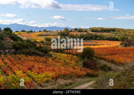 Vignobles de la région de Rioja aux couleurs de l'automne. Heure de lever du soleil Banque D'Images