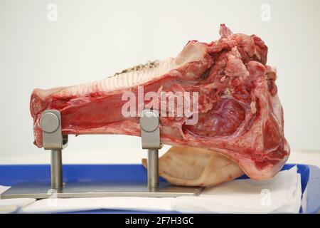 Gros plan sur la mâchoire d'un porc domestique pour apprendre la chirurgie apicale. Processus de formation en dentisterie.la mâchoire de porc pour la formation médicale en dentisterie se trouve encore Banque D'Images