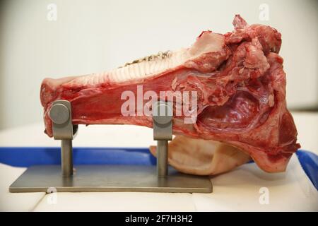 Gros plan sur la mâchoire d'un porc domestique pour apprendre la chirurgie apicale. Processus de formation en dentisterie.la mâchoire de porc pour la formation médicale en dentisterie se trouve encore Banque D'Images