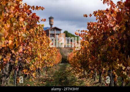 Vignobles de la région de Rioja aux couleurs de l'automne. Heure de lever du soleil Banque D'Images