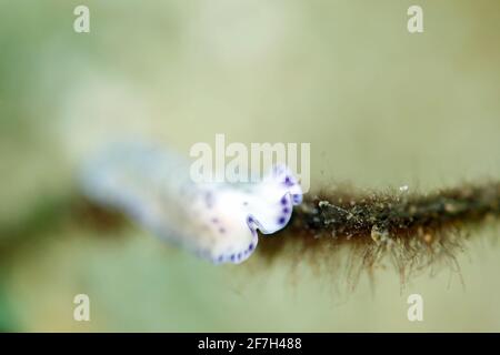 Ver à plate de l'île de Laing (Pseudoceros laingensis), alias ver à plate violet. Triton Bay, Papouasie occidentale, Indonésie Banque D'Images