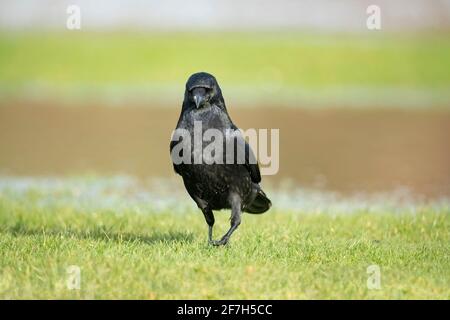 Crow, gros plan, sur l'herbe, en Écosse Banque D'Images