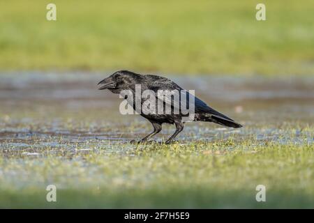 Crow, sur l'herbe congelée, en squat, gros plan, en Écosse en hiver Banque D'Images