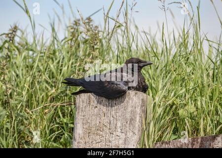 Crow, sur un poste en bois dans un champ, gros plan, en Écosse, en été Banque D'Images