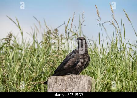 Crow, sur un poste en bois dans un champ, gros plan, en Écosse, en été Banque D'Images