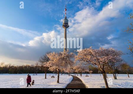 Wien, Vienne: Cerisiers en fleurs et neige au parc Donaupark, Donauturm (Tour du Danube) en 22. Donaustadt, Wien, Autriche Banque D'Images