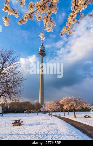 Wien, Vienne: Cerisiers en fleurs et neige au parc Donaupark, Donauturm (Tour du Danube) en 22. Donaustadt, Wien, Autriche Banque D'Images