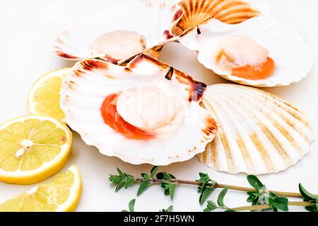 Coquilles Saint-Jacques crues en coquilles avec citron et herbes sur fond blanc. Fruits de mer méditerranéens. Mollusques frais. Aequipecten opercularis. Jacobaeus Pecten Banque D'Images