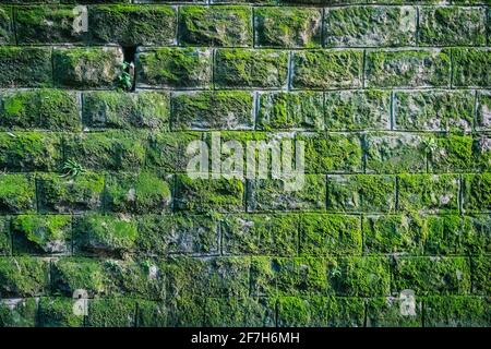 Grande quantité de mousse verte sur le mur de brique de pierre. Photo frontale d'un vieux mur en pierre avec de la mousse verte. Banque D'Images