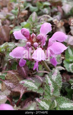 Lamium maculatum ‘Roseum’ martele morte tachetée Roseum – fleurs à capuchon roses et feuilles veloutées d’ovat avec une large bande centrale blanche, avril, Angleterre, Royaume-Uni Banque D'Images