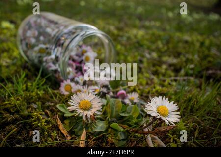 Pot en verre avec des pâquerettes cueillies sur le sol herbeux avec deux belles pâquerettes fraîches qui poussent encore du sol en attendant d'être cueillies. Banque D'Images