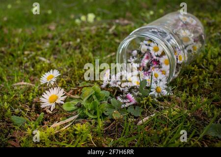 Pot en verre avec des pâquerettes cueillies sur le sol herbeux avec deux belles pâquerettes fraîches qui poussent encore du sol en attendant d'être cueillies. Banque D'Images