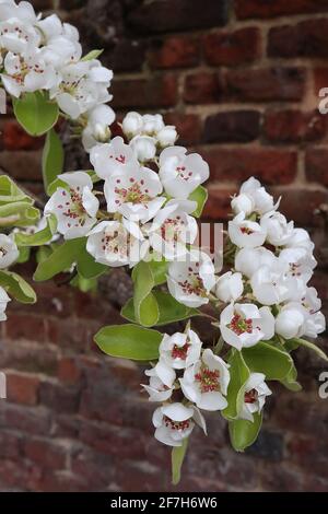 Pyrus pyraster fleur de poire sauvage – fleurs blanches en forme de tasse avec anthères rouges, feuilles d'ovat vertes fraîches, avril, Angleterre, Royaume-Uni Banque D'Images