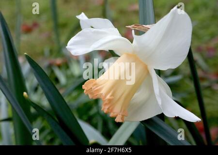 Narcissus / Daffodil 'Pink Silk' Division 1 trompette jonquilles pétales blancs et trompette rose abricot pâle, avril, Angleterre, Royaume-Uni Banque D'Images