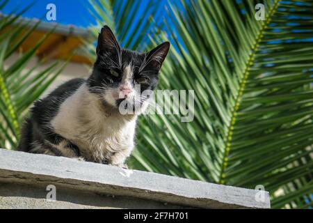 Chat noir et blanc avec une oreille déchirée et un regard en colère est assis sur un pilier en béton devant les feuilles de paume et le ciel bleu. Banque D'Images