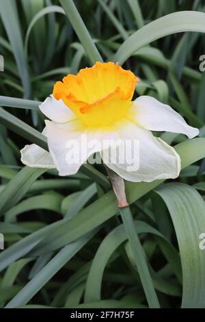 Narcissus / Daffodil 'Roulette' Division 2 jonquilles à grandes courettes pétales blancs, trompette jaune, rebord orange, avril, Angleterre, ROYAUME-UNI Banque D'Images
