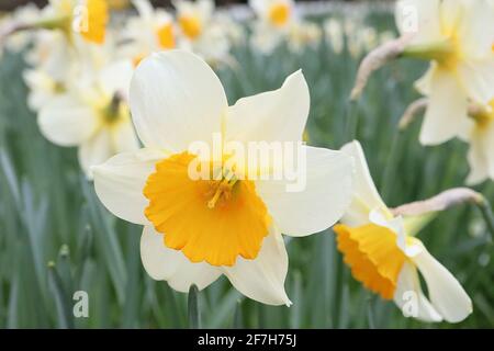 Narcissus / Daffodil ‘Sempre Avanti’ Division 2 jonquilles larges pétales de crème blanche et trompette orange évasée, avril, Angleterre, Royaume-Uni Banque D'Images