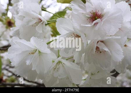 Prunus Shogetsu – fleurs blanches doubles et feuilles vertes fraîches, avril, Angleterre, Royaume-Uni Banque D'Images