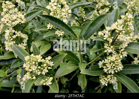 Skimmia x confusa ‘Kew Green’ Skimmia japonica Kew Green – grappes de fleurs jaune pâle en ratons laveurs coniques et grandes feuilles de cuir, avril, Angleterre, Banque D'Images