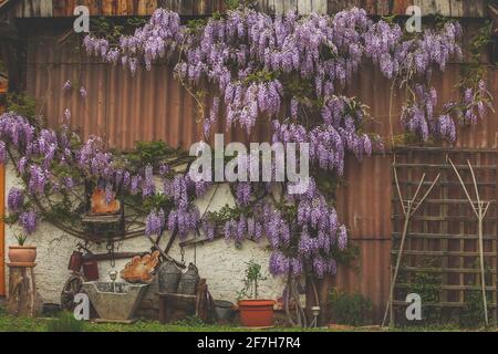 Photo rurale de la plante de wisteria qui grandit le mur avec des ornements rétro d'élevage vintage tels que des roues, des racks, des pots et ainsi de suite sur un affichage sur le Banque D'Images