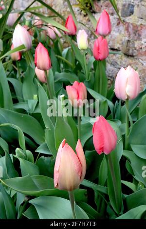 Les deux Darwin hybride 4 Tulipa / Tulip ‘Big Chief’ Tulipa / Tulip ‘Salmon impression’ avril, Angleterre, Royaume-Uni Banque D'Images