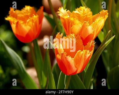 tulipes vibrantes de printemps sur la verdure Banque D'Images
