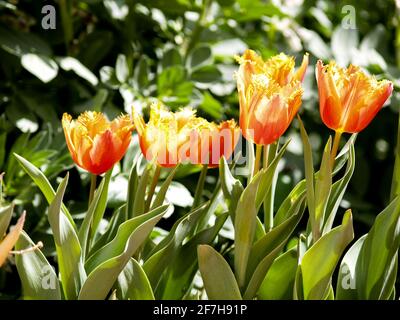 tulipes vibrantes de printemps sur la verdure Banque D'Images